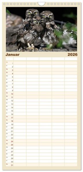 Produktbild: Familienplaner 2026 - Faszination Steinkauz mit 5 Spalten (Wandkalender, 21 x 45 cm) CALVENDO