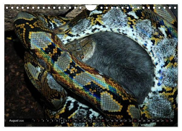 Produktbild: Gef&auml;hrliche Schlangen (Wandkalender 2026 DIN A4 quer), CALVENDO Monatskalender