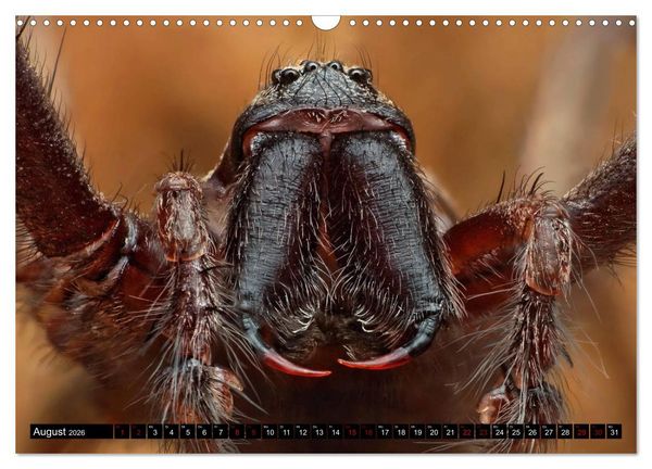Produktbild: Faszination Makrofotografie: Spinnen (Wandkalender 2026 DIN A3 quer), CALVENDO Monatskalender