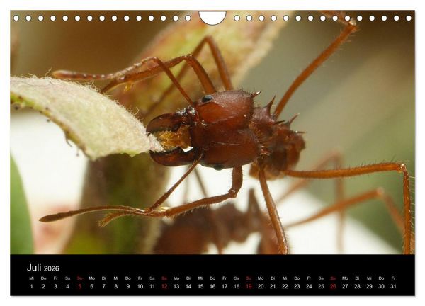 Produktbild: Atta sexdens - Blattschneiderameise (Wandkalender 2026 DIN A4 quer), CALVENDO Monatskalender