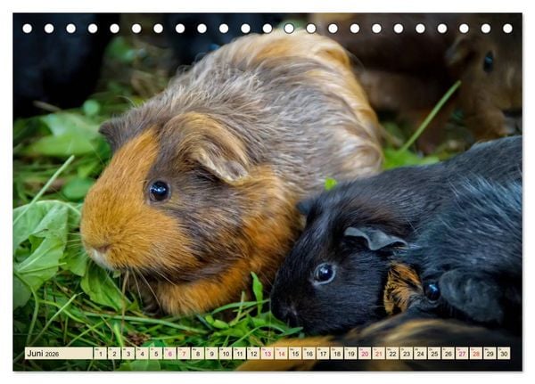 Produktbild: Meerschweinchen - so s&uuml;&szlig; (Tischkalender 2026 DIN A5 quer), CALVENDO Monatskalender