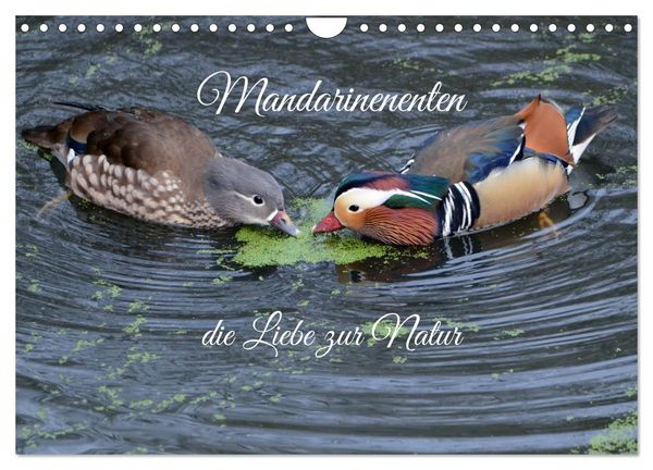 Mandarinenenten, die Liebe zur Natur (Wandkalender 2025 DIN A4 quer), CALVENDO Monatskalender