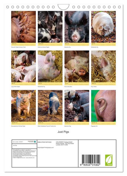 Produktbild: Just Pigs (Wall Calendar 2026 DIN A4 portrait), CALVENDO 12 Month Wall Calendar