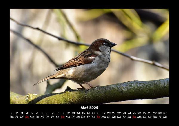 Produktbild: Vogelparadies 2025 Fotokalender DIN A3