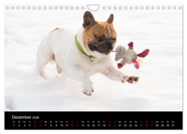 Produktbild: Franz&ouml;sische Bulldoggen - Schutzengel auf 4 Pfoten (Wandkalender 2026 DIN A4 quer), CALVENDO Monatskalender
