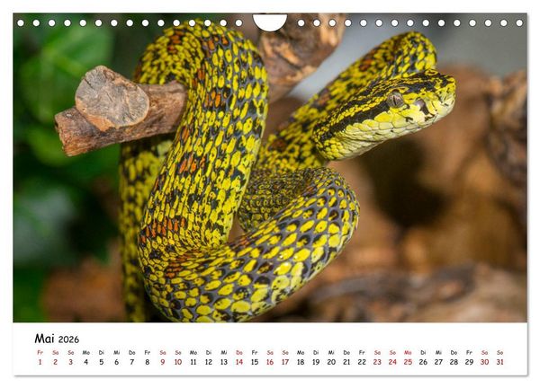 Produktbild: Mythos Schlangen (Wandkalender 2026 DIN A4 quer), CALVENDO Monatskalender