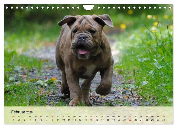 Produktbild: Bulldoggen-Kindergarten (Wandkalender 2026 DIN A4 quer), CALVENDO Monatskalender