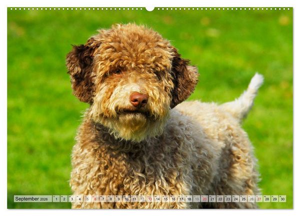 Produktbild: Lagotto Romagnolo - Ein Hund zum Verlieben (hochwertiger Premium Wandkalender 2026 DIN A2 quer), Kunstdruck in Hochglanz