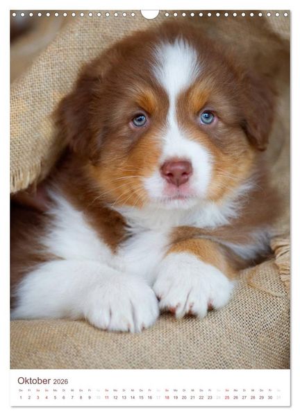 Produktbild: Australian Shepherds (Wandkalender 2026 DIN A3 hoch), CALVENDO Monatskalender