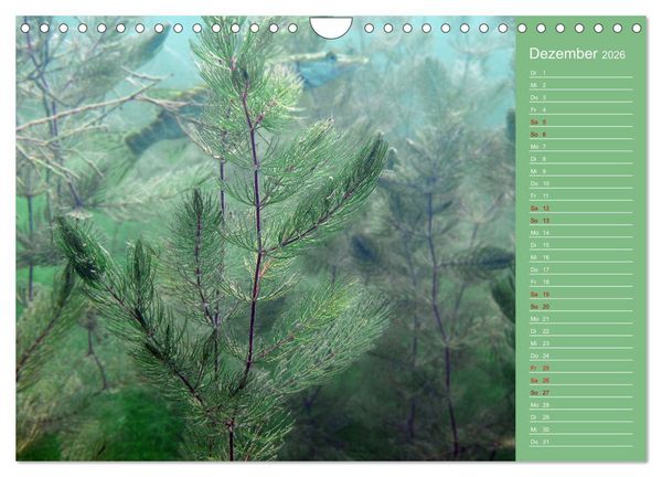 Produktbild: Baggersee - die gr&uuml;ne Welt (Wandkalender 2026 DIN A4 quer), CALVENDO Monatskalender