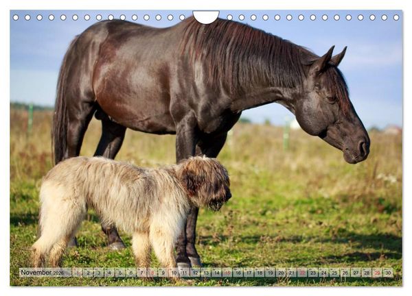 Produktbild: Beste Freunde - Bezaubernde Tierfreundschaften (Wandkalender 2026 DIN A4 quer), CALVENDO Monatskalender