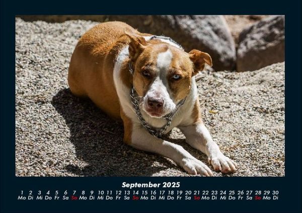 Produktbild: Hundezauber 2025 Fotokalender DIN A4