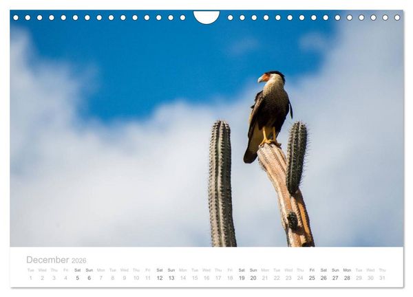 Produktbild: Curacao - Tropical Island (Wall Calendar 2026 DIN A4 landscape), CALVENDO 12 Month Wall Calendar