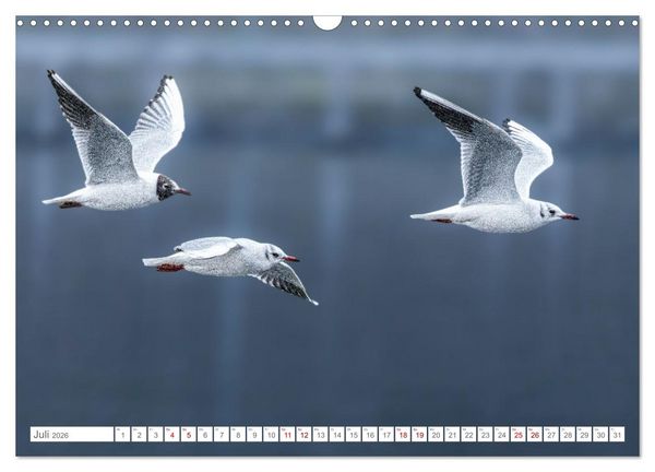 Produktbild: Aerorobaten - M&ouml;wen im Flug (Wandkalender 2026 DIN A3 quer), CALVENDO Monatskalender