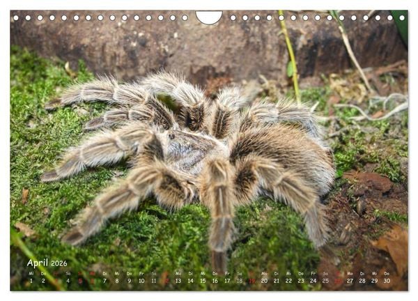 Produktbild: Vogelspinnen (Wandkalender 2026 DIN A4 quer), CALVENDO Monatskalender