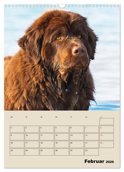 Produktbild: Familienplaner Neufundl&auml;nder - Freund und Retter (Wandkalender 2026 DIN A3 hoch), CALVENDO Monatskalender