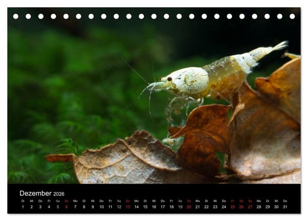 Produktbild: Zwerggarnelen - gepanzerte Juwelen im Aquarium (Tischkalender 2026 DIN A5 quer), CALVENDO Monatskalender