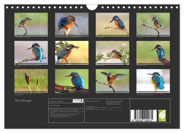 Produktbild: Der Eisvogel (Wandkalender 2026 DIN A4 quer), CALVENDO Monatskalender