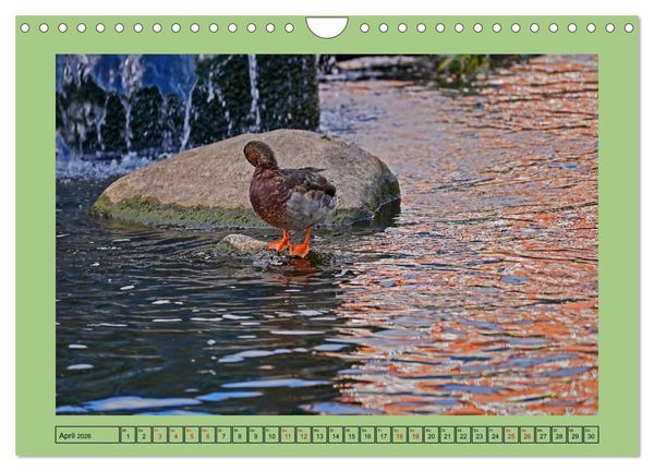 Produktbild: Faszination Stadtpark Odense (Wandkalender 2026 DIN A4 quer), CALVENDO Monatskalender