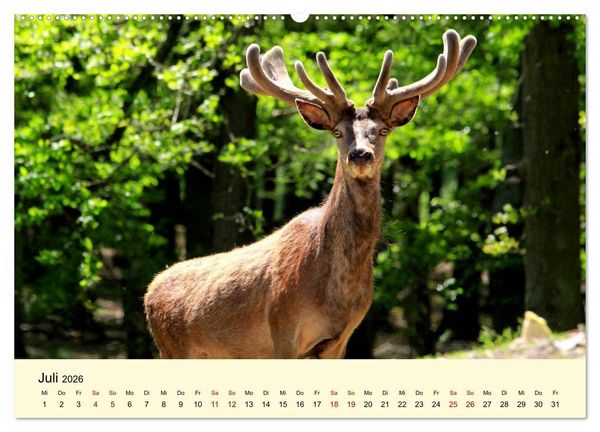 Produktbild: Der Rothirsch - Der K&ouml;nig in unseren W&auml;ldern (Wandkalender 2026 DIN A2 quer), CALVENDO Monatskalender