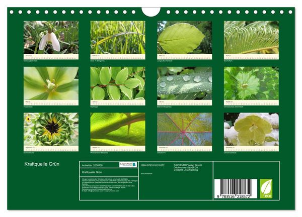 Produktbild: Kraftquelle Gr&uuml;n (Wandkalender 2026 DIN A4 quer), CALVENDO Monatskalender