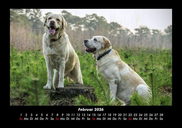 Produktbild: Hundezauber 2026 Fotokalender DIN A3