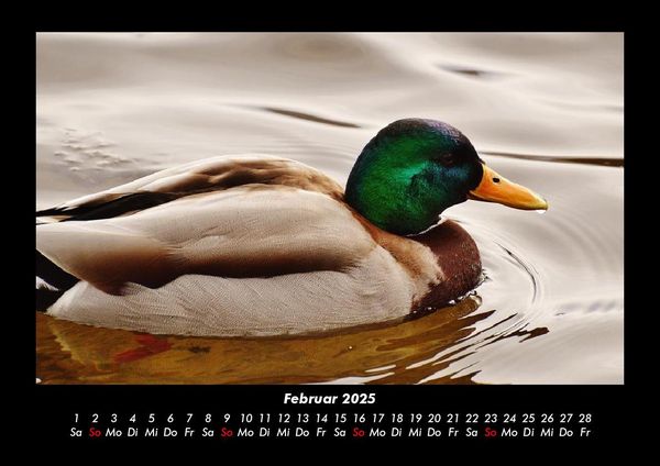 Produktbild: Enten 2025 Fotokalender DIN A3