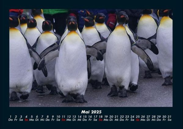 Produktbild: Pinguine & Eisb&auml;ren 2025 Fotokalender DIN A4