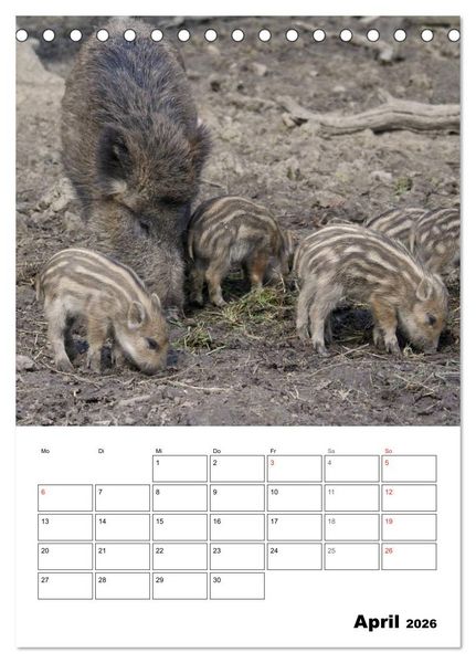 Produktbild: Der wildschweinische Terminplaner (Tischkalender 2026 DIN A5 hoch), CALVENDO Monatskalender