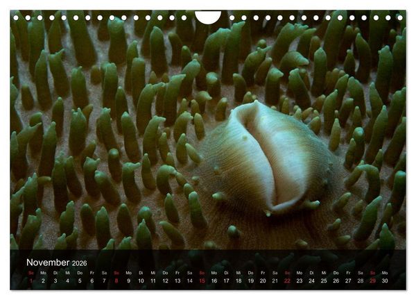 Produktbild: Unterwasser Strukuren (Wandkalender 2026 DIN A4 quer), CALVENDO Monatskalender