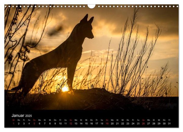 Belgische Schäferhunde - Der Malinois im Licht (Wandkalender 2025 DIN A3 quer), CALVENDO Monatskalender