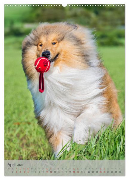 Produktbild: Traumhund Collie - Liebe auf vier Pfoten (Wandkalender 2026 DIN A2 hoch), CALVENDO Monatskalender