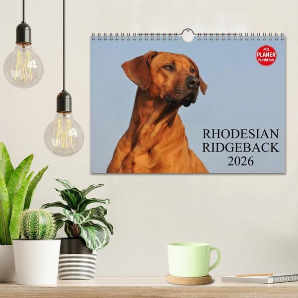 Produktbild: Rhodesian Ridgeback 2026 (Wandkalender 2026 DIN A4 quer), CALVENDO Monatskalender