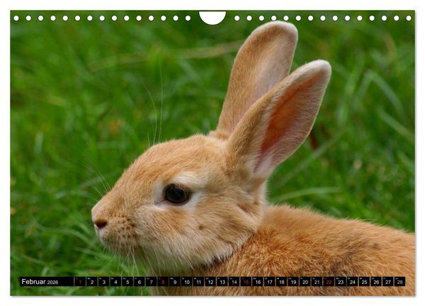 Produktbild: Liebenswerte Zwergkaninchen (Wandkalender 2026 DIN A4 quer), CALVENDO Monatskalender