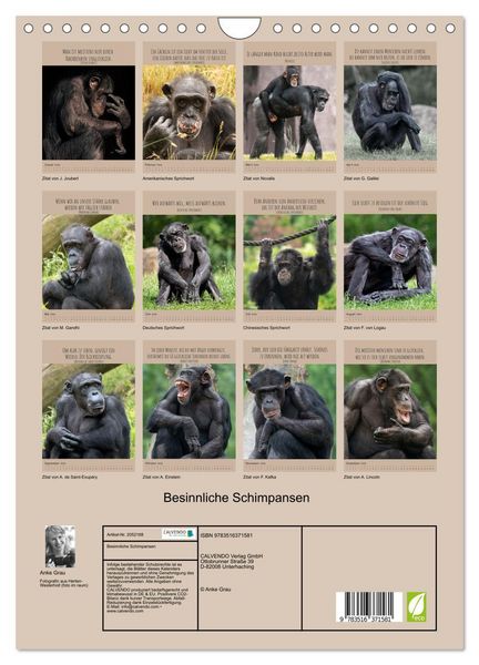 Produktbild: Besinnliche Schimpansen (Wandkalender 2026 DIN A4 hoch), CALVENDO Monatskalender