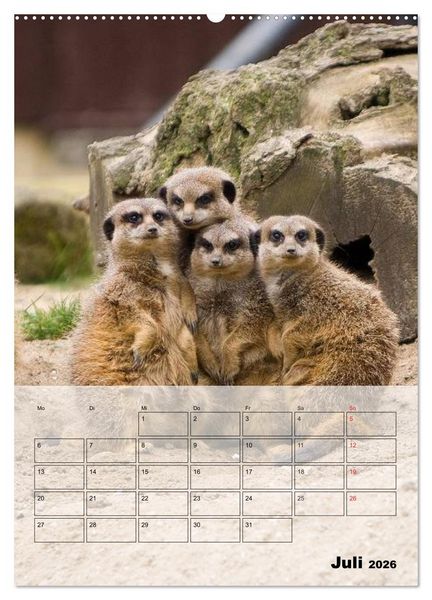 Produktbild: Erdm&auml;nnchen - Afrikas liebenswerte Zwerge (Wandkalender 2026 DIN A2 hoch), CALVENDO Monatskalender