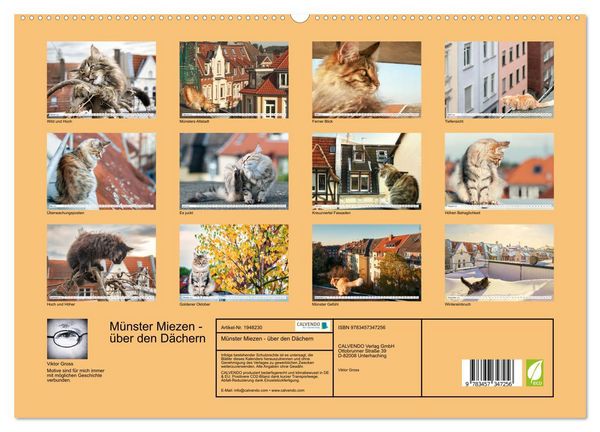 Produktbild: M&uuml;nster Miezen - &uuml;ber den D&auml;chern (hochwertiger Premium Wandkalender 2026 DIN A2 quer), Kunstdruck in Hochglanz