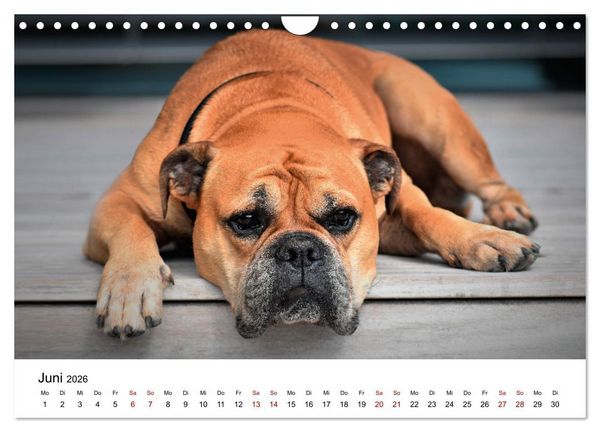 Produktbild: Total gechillte Hunde (Wandkalender 2026 DIN A4 quer), CALVENDO Monatskalender