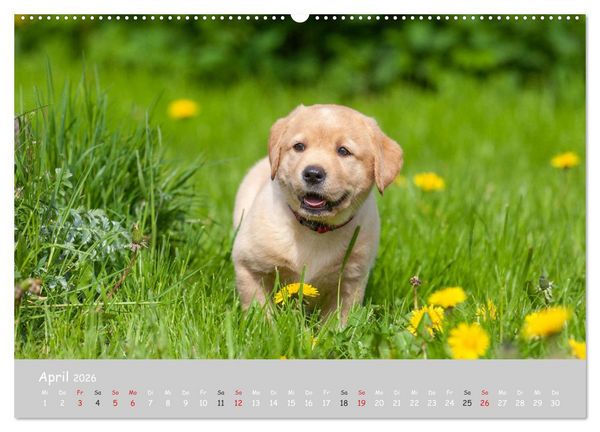 Produktbild: Liebenswerter Labrador 2026 (hochwertiger Premium Wandkalender 2026 DIN A2 quer), Kunstdruck in Hochglanz