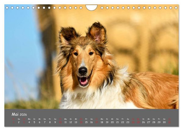 Produktbild: Einmal Collie - immer Collie (Wandkalender 2026 DIN A4 quer), CALVENDO Monatskalender