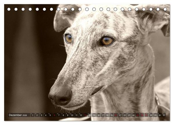 Produktbild: Windhunde eye-catcher (Tischkalender 2026 DIN A5 quer), CALVENDO Monatskalender