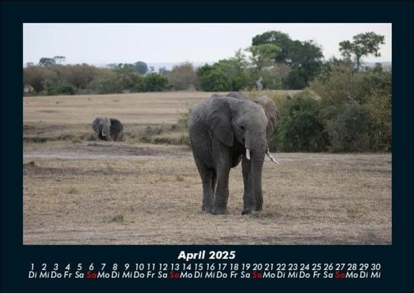 Produktbild: Elefanten 2025 Fotokalender DIN A5