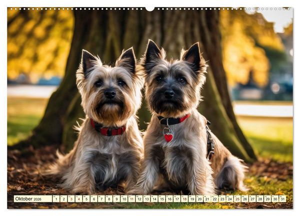 Produktbild: Cairn Terrier - lustiges Raubein aus Schottland (Wandkalender 2026 DIN A2 quer), CALVENDO Monatskalender
