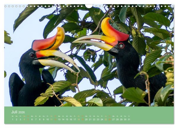 Produktbild: Zwischen Nebel und Baumriesen - V&ouml;gel Borneos (Wandkalender 2026 DIN A3 quer), CALVENDO Monatskalender