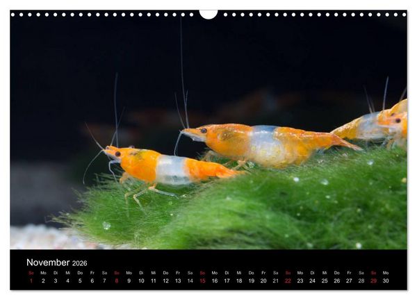 Produktbild: Zwerggarnelen - gepanzerte Juwelen im Aquarium (Wandkalender 2026 DIN A3 quer), CALVENDO Monatskalender