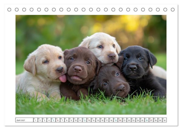 Produktbild: Labrador Liebe (Tischkalender 2027 DIN A5 quer), CALVENDO Monatskalender