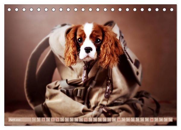 Produktbild: Der Welpenkalender - Cavalier King Charles Spaniel (Tischkalender 2026 DIN A5 quer), CALVENDO Monatskalender