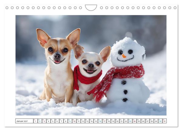 Produktbild: Chihuahua Gl&uuml;cksmomente (Wandkalender 2027 DIN A4 quer), CALVENDO Monatskalender