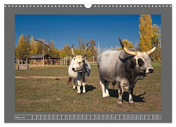 Produktbild: Ungarn - um den westlichen Balaton (Wandkalender 2026 DIN A3 quer), CALVENDO Monatskalender