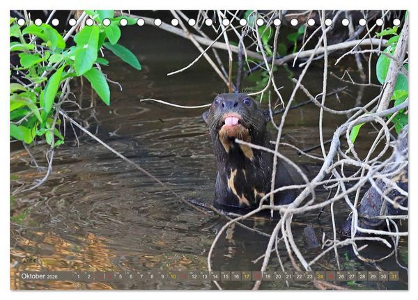 Produktbild: Riesenotter - Flussw&ouml;lfe im Pantanal (Tischkalender 2026 DIN A5 quer), CALVENDO Monatskalender